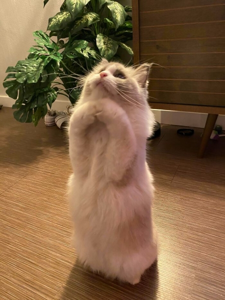 17 весёлых фотографий котиков, которые помогут разогнать скуку и избавят от осенней хандры
