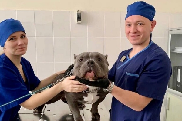 На портале mos.ru можно записать животное на вакцинацию или вызвать ветеринара на дом