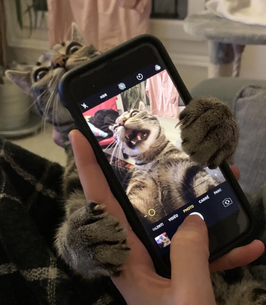 17 весёлых фотографий котиков, которые помогут разогнать скуку и избавят от осенней хандры