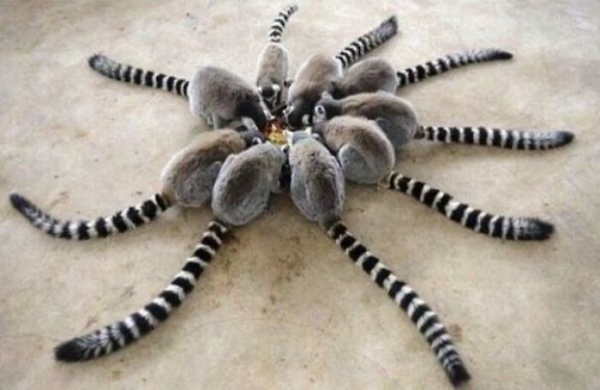 15 фото, на которых происходит не то, что кажется на первый взгляд, а подписи ещё больше вводят в заблуждение