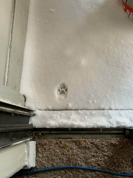 17 весёлых фотографий котиков, которые помогут разогнать скуку и избавят от осенней хандры
