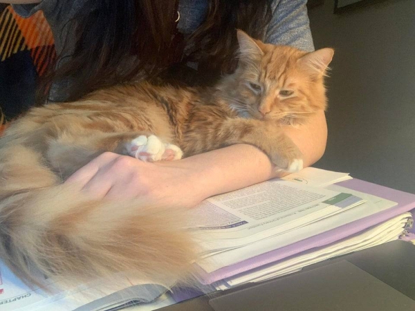 14 проделок котов, за которые их стоило бы наказать, но любовь к животным сильнее