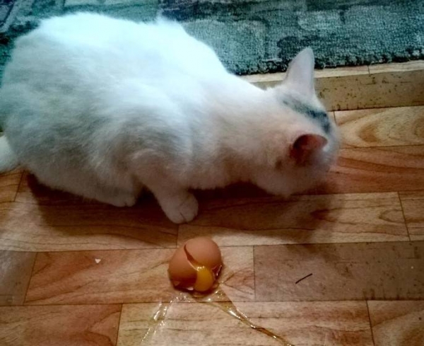 12 бедолаг, для которых утро оказалось далеко не добрым