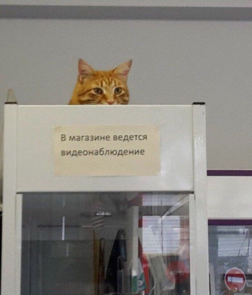 17 фото с просторов России, которые не только развлекут, но и докажут, что другой такой страны просто нет
