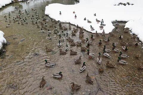 В Зеленограде проведут учет водоплавающих птиц