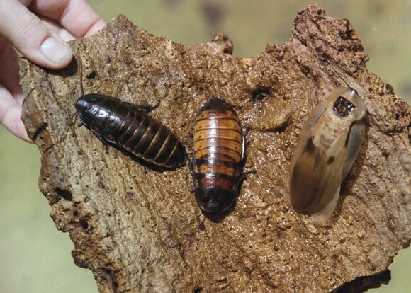 Экологи утверждают, что распространение мадагаскарских тараканов в Москве невозможно