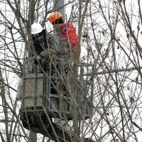 В районе Силино кронируют деревья