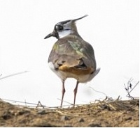 В комплексном заказнике «Зеленоградский» появились краснокнижные чибисы