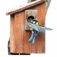 Зеленоградцы смогут подарить птицам новые дома