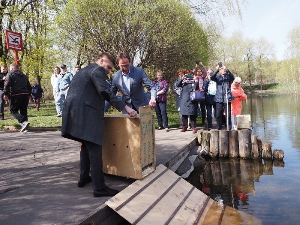 Лебеди вернулись после зимовки в 1-й мкрн Зеленограда
