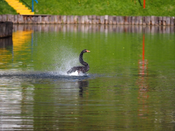 Лебеди вернулись после зимовки в 1-й мкрн Зеленограда