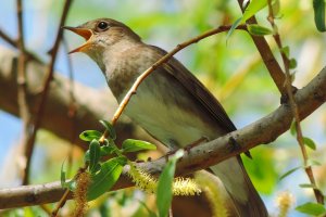 Зеленоградцы могут помочь орнитологам посчитать соловьев