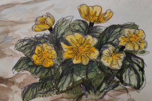 «Мосприрода» проводит конкурс рисунков «Арт-Ботаника»