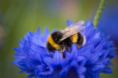 Биологи обнаружили, что шмели умеют преодолевать боль 