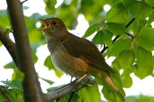 В Зеленограде насчитали 50 соловьев
