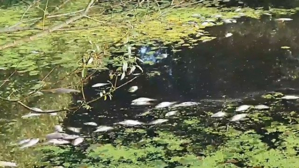 В Горетовке нашли мертвую рыбу