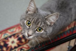 В Зеленоградском ВОЦ «Мосволонтер» стартовала акция «Накорми кота»