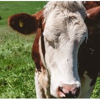 Зеленоградская компания обеспечит метками фермерские хозяйства