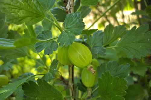 Названы три самые полезные ягоды августа Названы три самые полезные ягоды августа