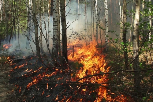 Режим ЧС вводится в Рязанской области из-за лесных пожаров 