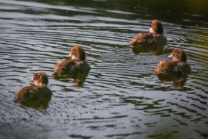 Самое большое количество утят огарей появилось в Зеленограде