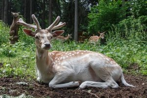 Зеленоградцы могут принести гостинцы для ланей