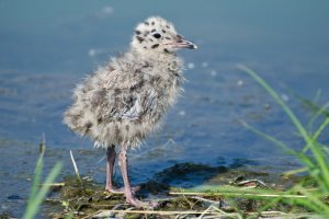 Зеленоградцев познакомят с птицами московского региона