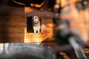 На площади Юности пройдет сбор для фонда бездомных животных «Ника»