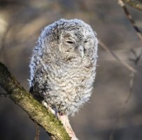 Зеленоградцы могут принять участие в конкурсе рисунков «Краснокнижные животные Москвы»