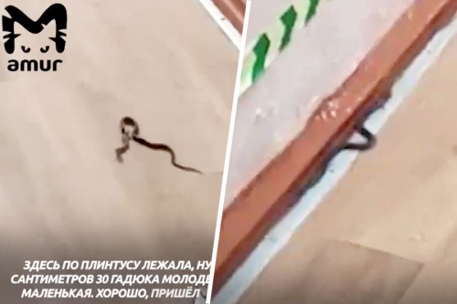 Нашествие гадюк случилось в одной из школ Приморья 
