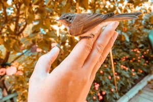 Помочь пернатым друзьям может каждый