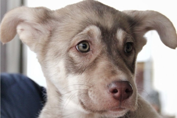 Депутат МГД: Новый раздел портала «Наш город» поможет развивать ответственное отношение к животным