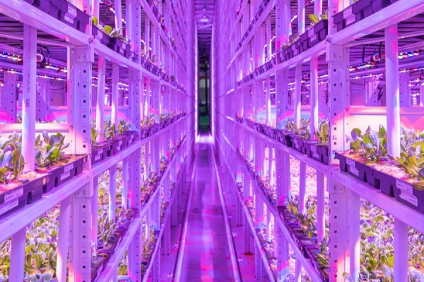 Собянин поддержал развитие инновационных городских агрокомплексов