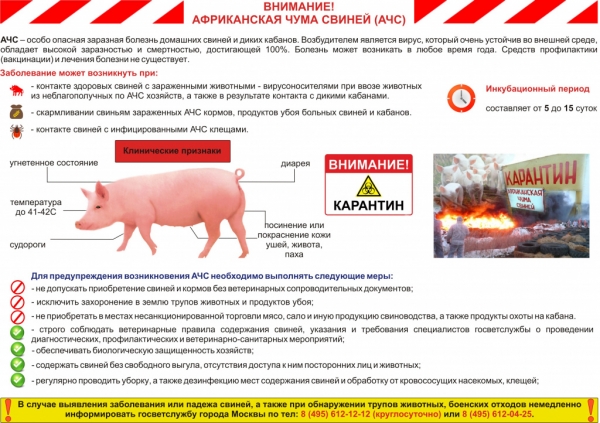 В России зафиксировано несколько очагов африканской чумы свиней