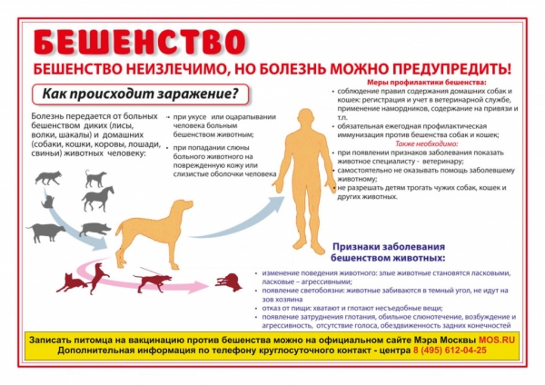 В России зафиксировано несколько очагов африканской чумы свиней