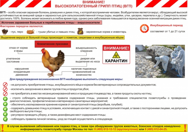 В России зафиксировано несколько очагов африканской чумы свиней