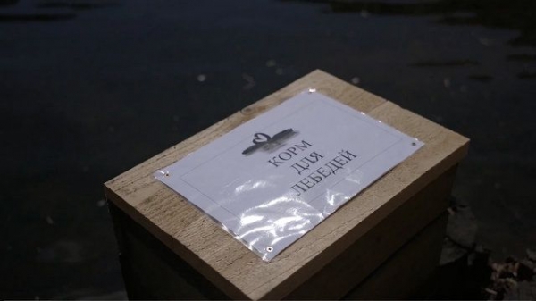 На Быково болото привезли черных лебедей