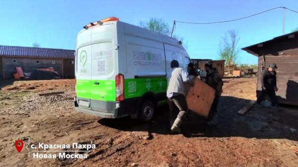 На Быково болото привезли черных лебедей