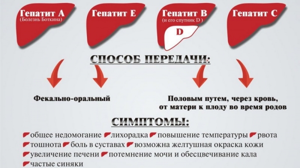 Как сохранить печень здоровой? - ГКБ Кончаловского
