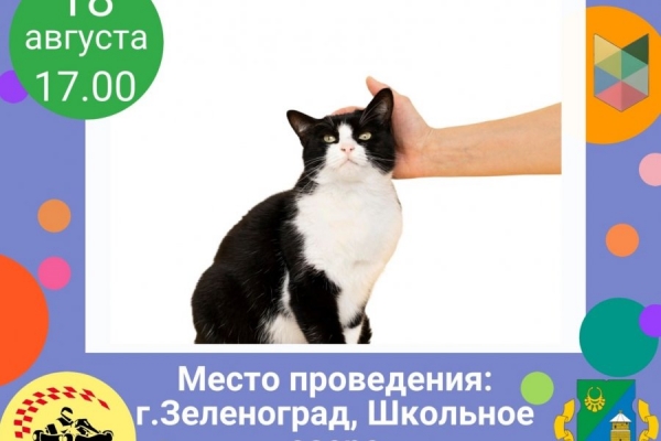 На Школьном озере состоится концертная программа, посвященная Дню кошек