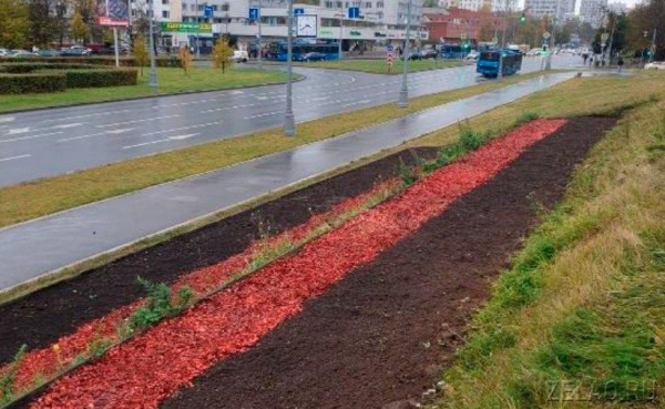 В Зеленограде завершена посадка луковичных – весной город украсят тюльпаны