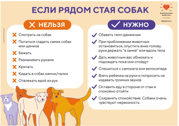 Ассоциация «Благополучие животных» ведет системную работу по решению проблемы безнадзорности животных 