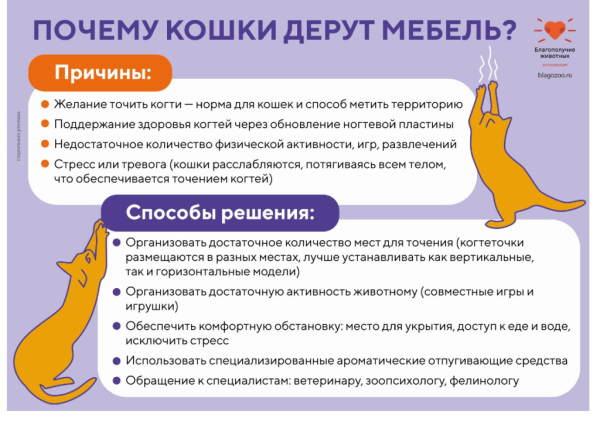 Ассоциация «Благополучие животных» ведет системную работу по решению проблемы безнадзорности животных 