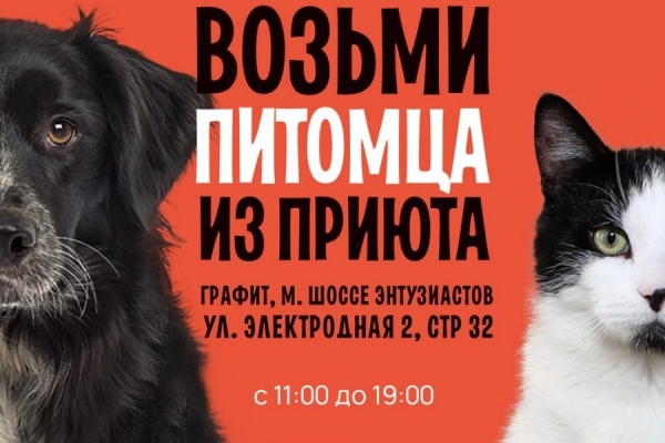 Зеленоградский фонд помощи бездомным животным «Ника» проведет благотворительный фестиваль WOOF