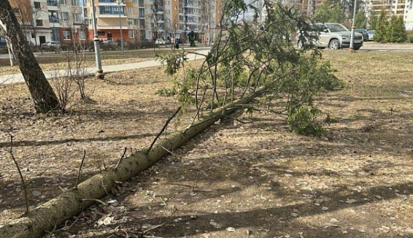 В результате непогоды в Зеленограде повалены 3 дерева