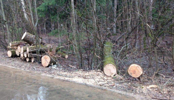 В результате непогоды в Зеленограде повалены 2 дерева