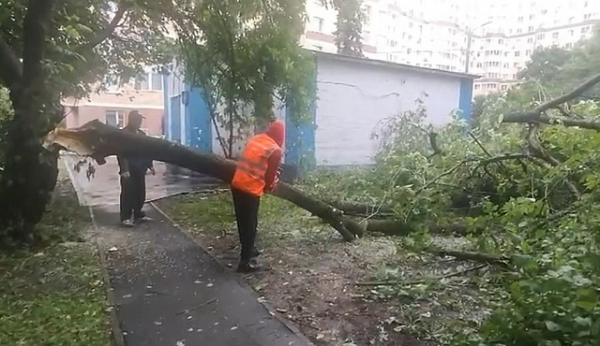В результате шторма в Зеленограде повалено 100 деревьев и фонарные столбы
