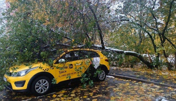 В результате непогоды в Зеленограде повреждены автомобили и повалены деревья