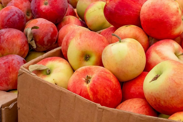 Какие продукты питания отправляют московские предприниматели в зону СВО