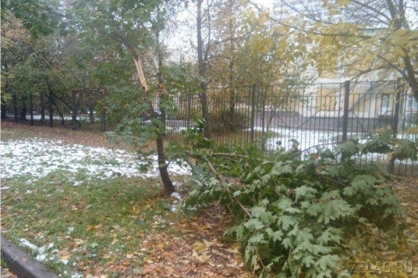 Шесть деревьев было повалено в Зеленограде в результате непогоды